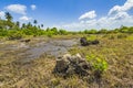 Jungle forest swamp Jozani Chwaka Bay National Park, Zanzibar, T Royalty Free Stock Photo