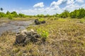 Jungle forest swamp Jozani Chwaka Bay National Park, Zanzibar, Tanzania Royalty Free Stock Photo