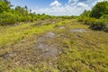 Jungle forest swamp Jozani Chwaka Bay National Park, Zanzibar, Tanzania Royalty Free Stock Photo