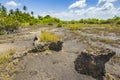 Jungle forest swamp Jozani Chwaka Bay National Park, Zanzibar, Tanzania Royalty Free Stock Photo