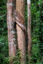 Jungle forest tree and lianas