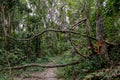 Jungle forest tree and lianas