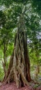 Jungle forest tree and lianas