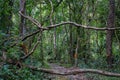 Jungle forest tree and lianas on a path