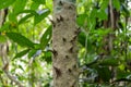 Jungle forest tree with spikes