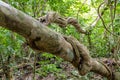 Jungle forest trees and lianas Royalty Free Stock Photo