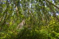 Jungle forest Jozani Chwaka Bay National Park, Zanzibar, Tanzania Royalty Free Stock Photo