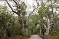 Jungle forest Fraser Island, Australia Royalty Free Stock Photo