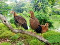 Jungle fowl