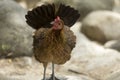 Jungle fowl Female was looking for food Along the river in the forest Royalty Free Stock Photo