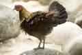 Jungle fowl Female was looking for food Along the river in the forest Royalty Free Stock Photo