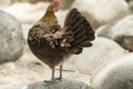 Jungle fowl Female was looking for food Along the river in the forest Royalty Free Stock Photo