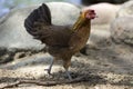 Jungle fowl Female was looking for food Along the river in the forest Royalty Free Stock Photo