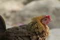 Jungle fowl Female was looking for food Along the river in the forest Royalty Free Stock Photo