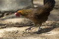 Jungle fowl Female was looking for food Along the river in the forest Royalty Free Stock Photo