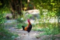 Jungle fowl Royalty Free Stock Photo