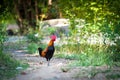 Jungle fowl Royalty Free Stock Photo