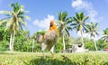 Jungle fowl roaming free