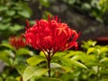 Jungle Geranium, Flame of the Woods or Jungle Flame Royalty Free Stock Photo