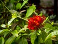 Jungle Geranium, Flame of the Woods or Jungle Flame or Pendkuli Royalty Free Stock Photo