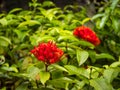 Jungle Geranium, Flame of the Woods or Jungle Flame or Pendkuli Royalty Free Stock Photo