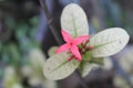 Jungle Geranium - Friendless, this flower grows in perfect bloom in the garden