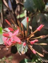 jungle geranium - Ixora coccinea Royalty Free Stock Photo