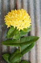 Jungle geranium (Ixora coccinea). Close-up. yellow color.