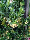 Jungle Geranium (Ixora Coccinea) or Flame of the Woods