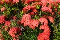 Jungle geranium, or Ixora coccinea flowers in a garden Royalty Free Stock Photo