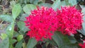 Saraca indica or Ashoka flower Royalty Free Stock Photo