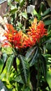 Jungle geranium / ixora plant