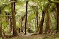 Jungle with giant ferns