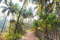 Jungle in Goa, India. Path, fence and palm trees Royalty Free Stock Photo