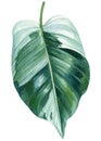 Jungle Green leaf watercolor. Exotic tropical leaves isolated on white background. Botanical illustration. Philodendron