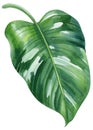 Jungle Green leaf watercolor. Exotic tropical leaves isolated on white background. Botanical illustration. Philodendron