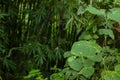 Jungle greenery with contrast of bright open plants and dark shadowy bamboo with dangerous creatures that lurk in the shadows. G