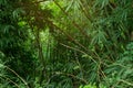 Jungle greenery with copy space area and warm humid airy sunlight flowing in from the top. Fresh air and green tropical trees and