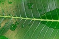 Jungle greenery large leaf in a macro closeup shot showing water