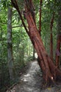 Jungle hiking trail with a big red brown tree to dragon crest in Khao Ngon Nak in Krabi, Thailand, Asia