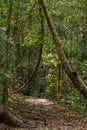 Jungle hiking trail in Gunung Leuser National Nark, North Sumatra, Indonesia - a UNESCO World Heritage Site