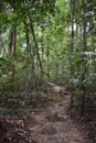 Jungle hiking trail with many big brown tree roots to dragon crest in Khao Ngon Nak in Krabi, Thailand, Asia