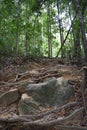 Jungle hiking trail with many brown tree roots to dragon crest in Khao Ngon Nak in Krabi, Thailand, Asia