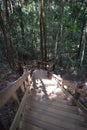 Jungle hiking trail with a wooden stair many big brown tree roots to dragon crest in Khao Ngon Nak in Krabi, Thailand, Asia