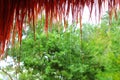 Jungle hut rain in rainforest water dropping