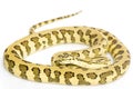 Jungle Jaguar Carpet Python Royalty Free Stock Photo