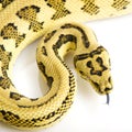 Jungle Jaguar Carpet Python Royalty Free Stock Photo