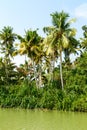 Jungle of the Kerala backwaters, chain of lagoons and lakes