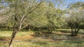 Jungle landscape. In a forest clearing, among the spreading trees, a puddle of water is visible. Royalty Free Stock Photo