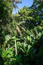 Jungle landscape in Goa Gajah elephant cave, Ubud, Bali, Indonesia Royalty Free Stock Photo